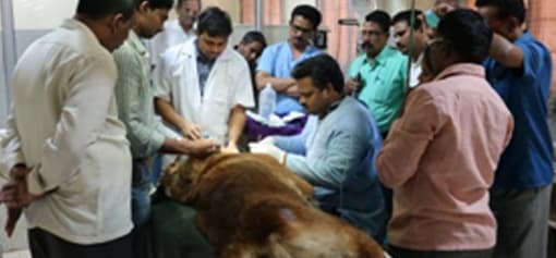 NTR CVSc-gallery-image-2