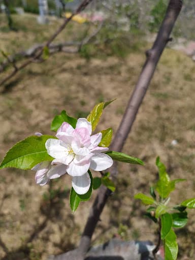 COH Pauri Garhwal-gallery-image-5