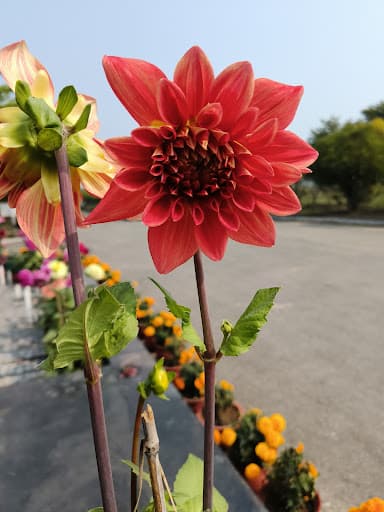 SIT Sambalpur-gallery-image-6