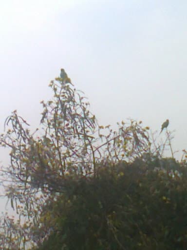 PES Institute of Medical Sciences and Research-gallery-image-6