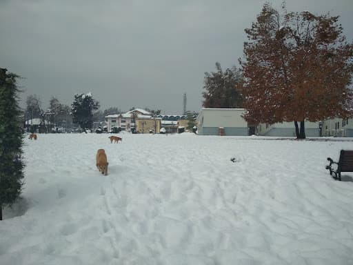 NIT Srinagar-gallery-image-7