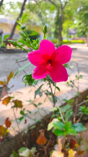 Padmasree College of Nursing-gallery-image-5