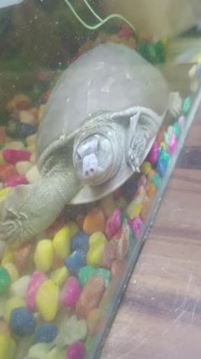 GEC Siwan-gallery-image-6