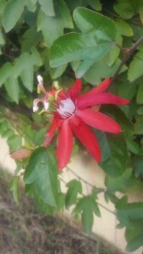 BCKV-gallery-image-5