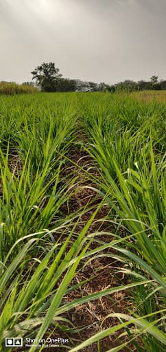 MPKV Rahuri-gallery-image-6